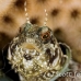 blenny_sailfin_lphr_gc_h_0218_cay4133.jpg